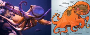 General Octopus