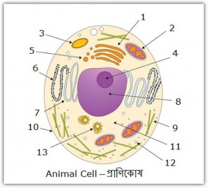 animal-cell