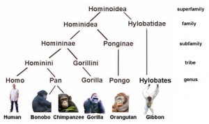 Hominoidea