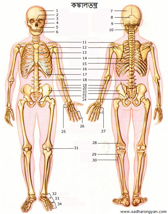 skeletal-system