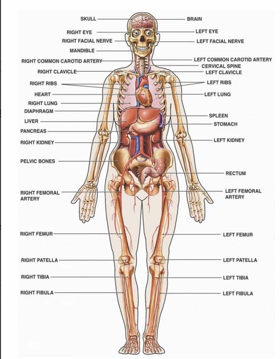 Body organs