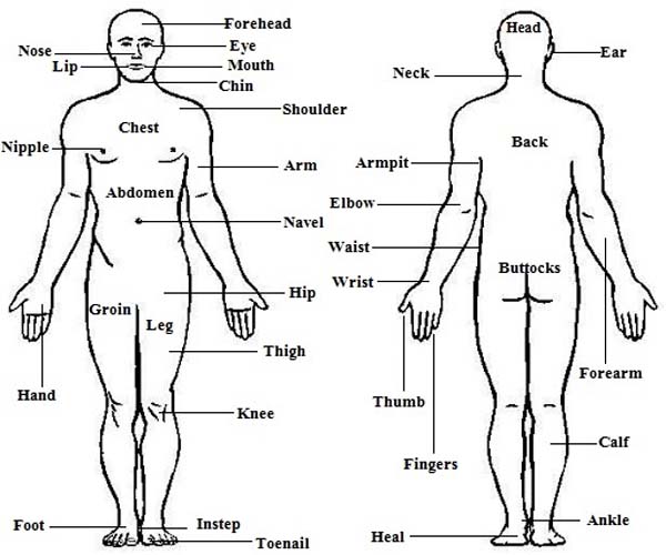 Human body parts