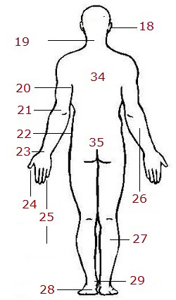 body-3b