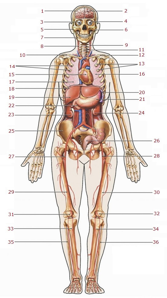 human-organs