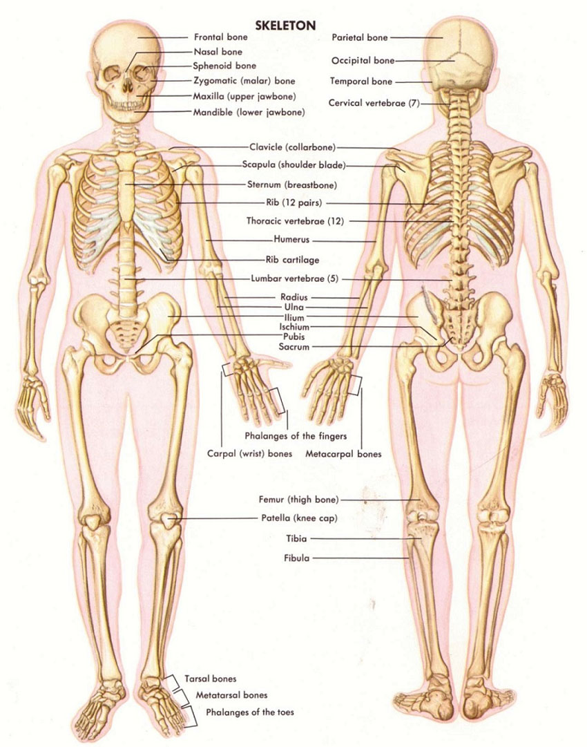 skeleton-3